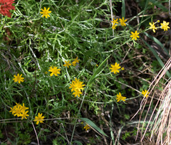 Eriophyllum jepsonii