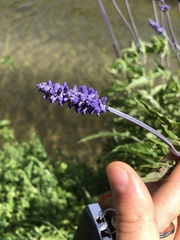 Salvia farinacea