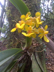 Trichocentrum bicallosum