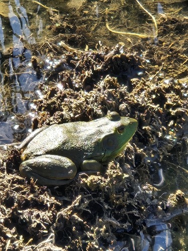 American Bullfrog observed by cradockken