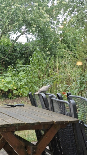 Türkentaube observed by hagengraebner