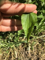 Salvia farinacea