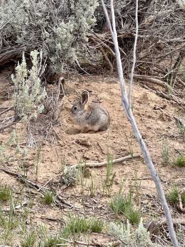 Pygmy Rabbit observed by birdymcbirdface