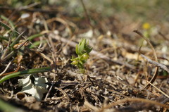 Lysimachia linum-stellatum