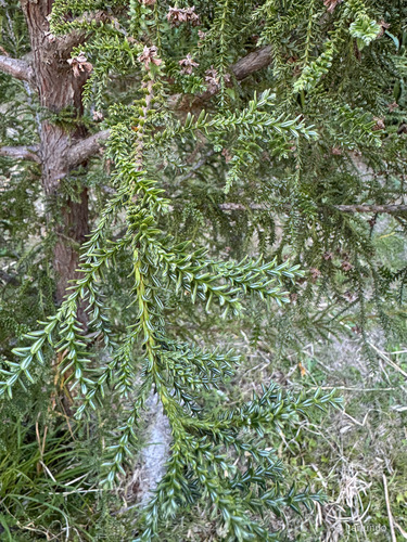 Fitzroya cupressoides, photograph 2