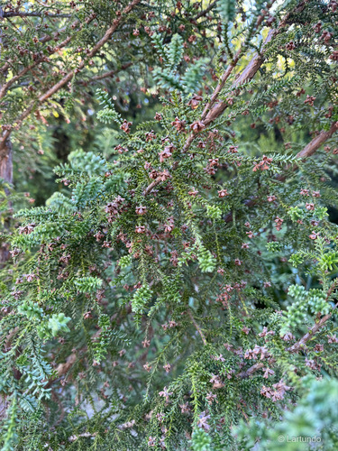 Fitzroya cupressoides, photograph 1