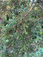 Fitzroya cupressoides