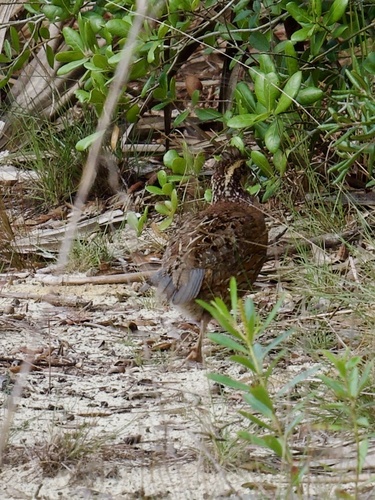 Northern Bobwhite observed by dan_linn