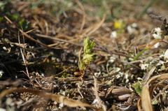 Lysimachia linum-stellatum