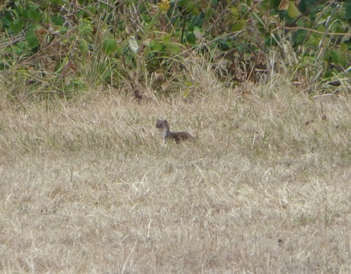 Weasel observed by sahalsey