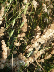 Rhinanthus alectorolophus