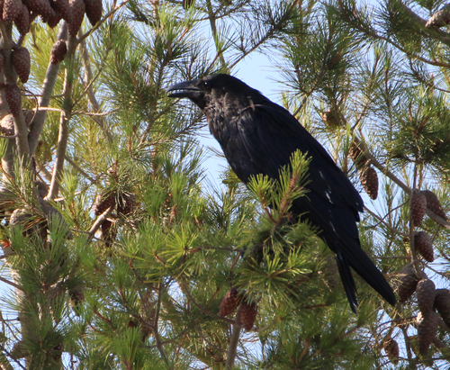 Common Raven observed by nerpanura