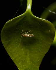 Graphopsocus
