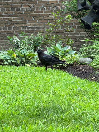 American Crow observed by markchandler
