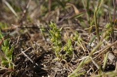 Lysimachia linum-stellatum