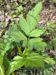 Geum vernum
