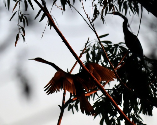 iNaturalist image