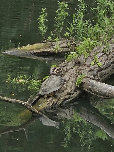 Pond Slider observed by bennettgraff