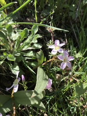 Claytonia lanceolata