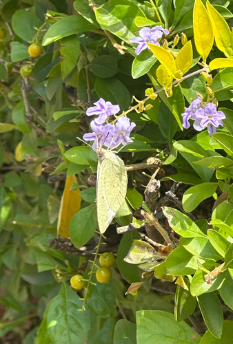 Mottled Emigrant