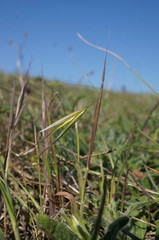 Avena clauda