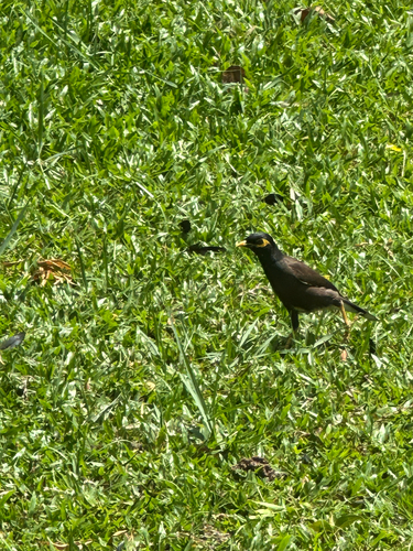 Common Myna