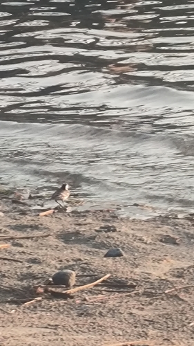 White Wagtail