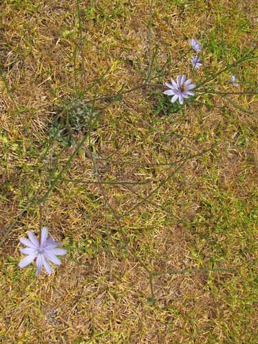 Cichorium intybus