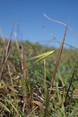 Avena clauda