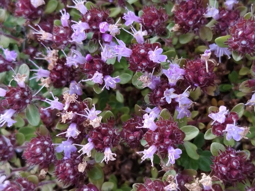 wild thyme