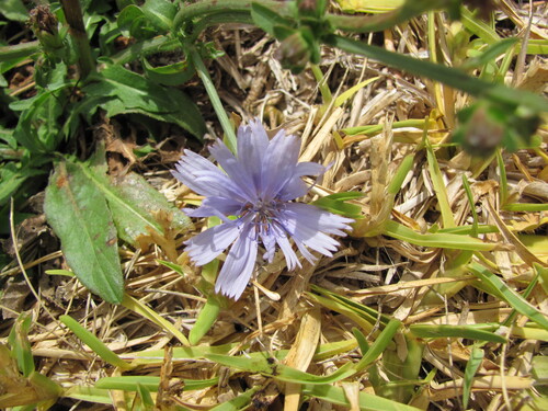 Cichorium intybus