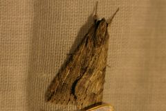 Melipotis acontioides