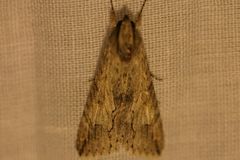 Melipotis acontioides