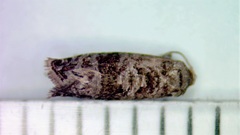 Grapholita packardi