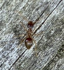 Prenolepis