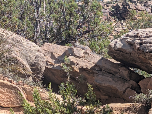Rock Squirrel observed by pdrostock