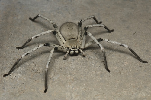 Eusparassus xerxes