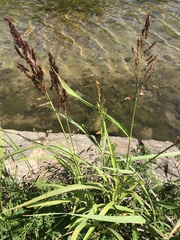Sorghum halepense