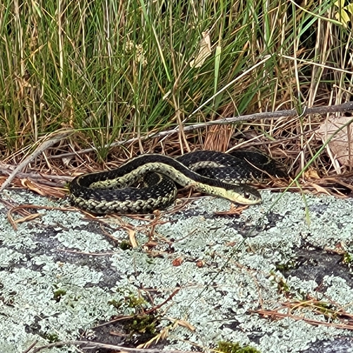 Common Garter Snake observed by lheron