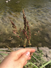 Sorghum halepense
