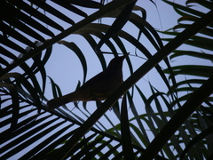 Turdus grayi image
