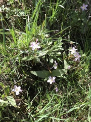 Claytonia lanceolata