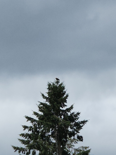 Bald Eagle observed by liquidcake