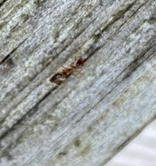 Prenolepis