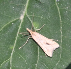 Diasemia monostigma