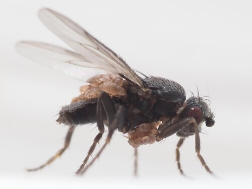 Small dung fly