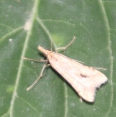 Diasemia monostigma