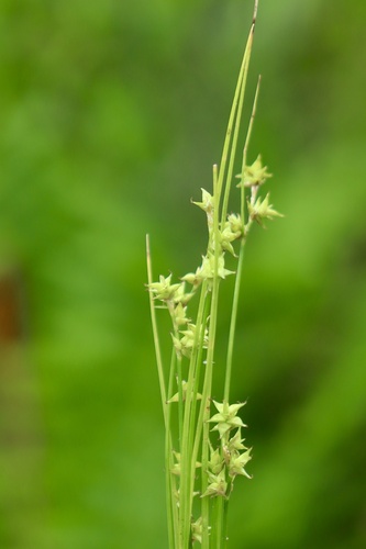 Carex atlantica, 2026-06-28