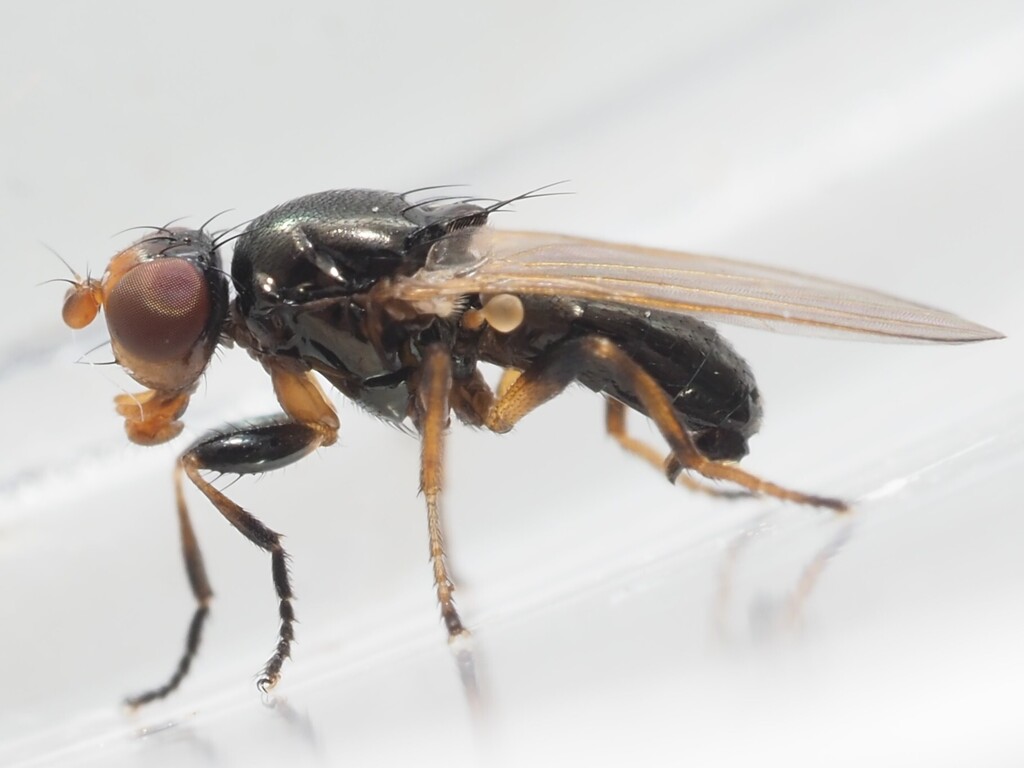 Allopiophila vulgaris