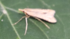 Diasemia monostigma